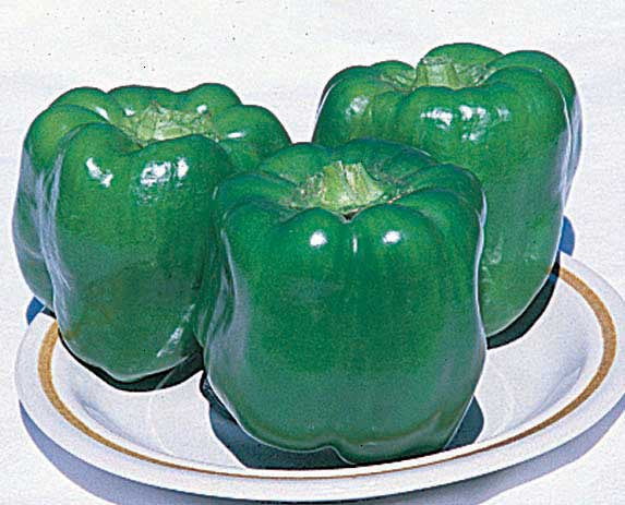 Peppers Early Prolific Hybrid (55 Days) - 1085A