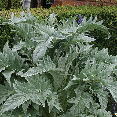Cynara Cardoon - 10A
