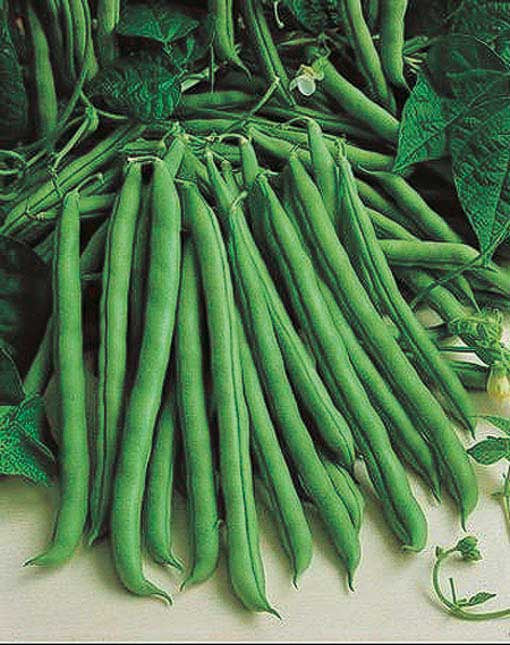 Pole Bean Emerite (53 Days) - 110A