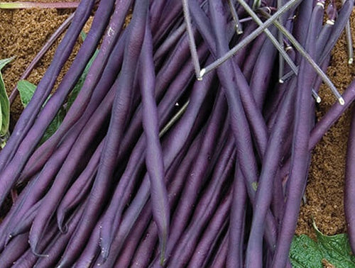 Bean Carminat Pole (62 Days) - 112A