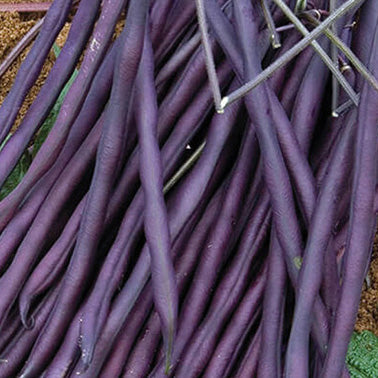 Bean Carminat Pole (62 Days) - 112A