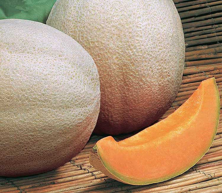Muskmelon Aphrodite (72 Days) - 1200A