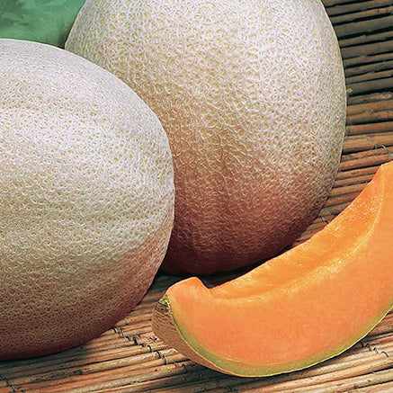 Muskmelon Aphrodite (72 Days) - 1200A