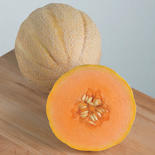 Melon Halona (73 Days)