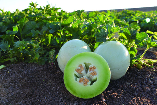 Honeydew Summer Dew - 1202A