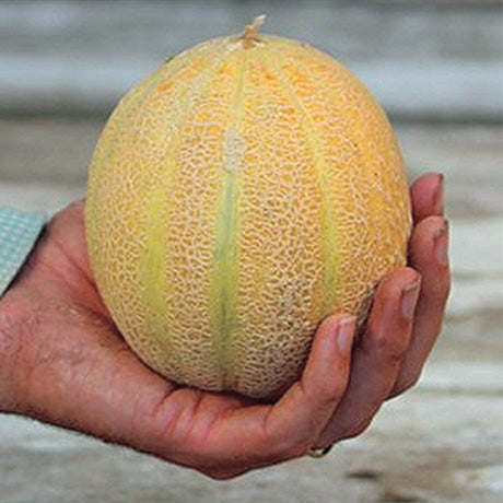 Melon Minn Midget (65 Days)