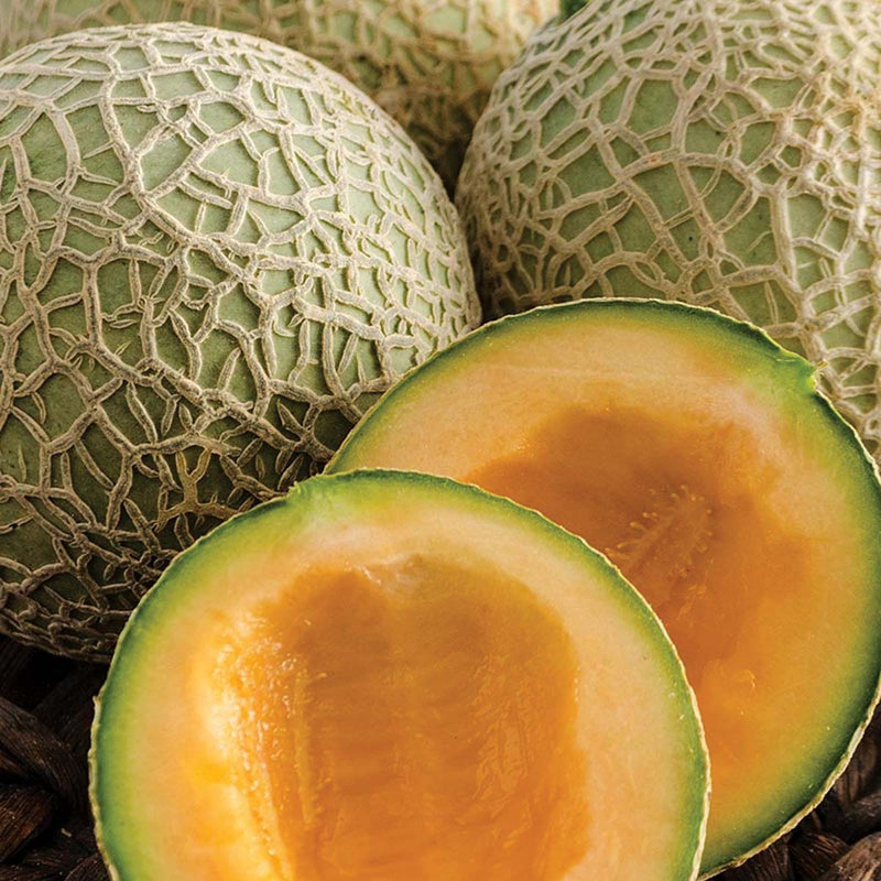 Melon Sugar Cube (80 Days) - 1205A