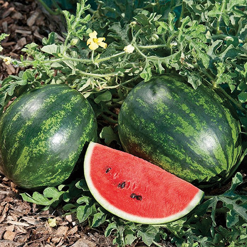 Watermelon Mini Love Hybrid (70 Days)