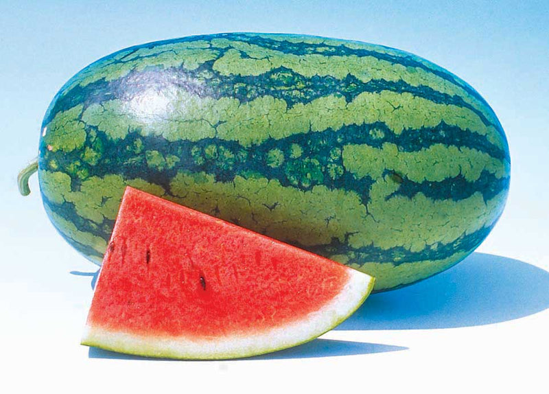 Watermelon Sweet Beauty (72 Days) - 1225A