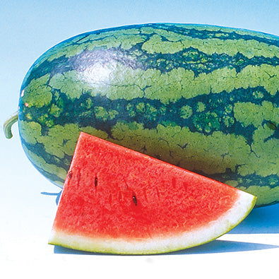 Watermelon Sweet Beauty (72 Days) - 1225A