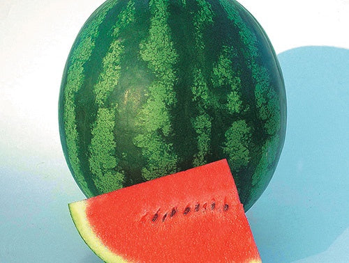 Watermelon Shiny Boy (75 Days) - 1230A