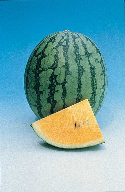 Watermelon Hybrid New Queen (61 Days) - 1235A