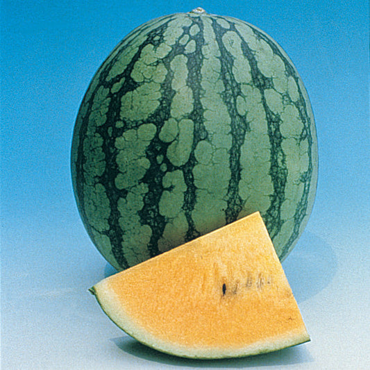 Watermelon Hybrid New Queen (61 Days)