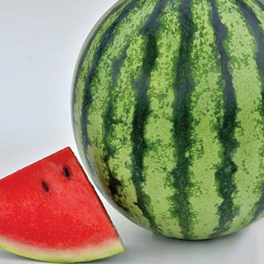 Watermelon Mambo (75 Days)