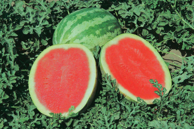 Watermelon Quetzali (83 Days) - 1244A