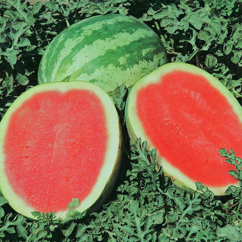 Watermelon Quetzali (83 Days)