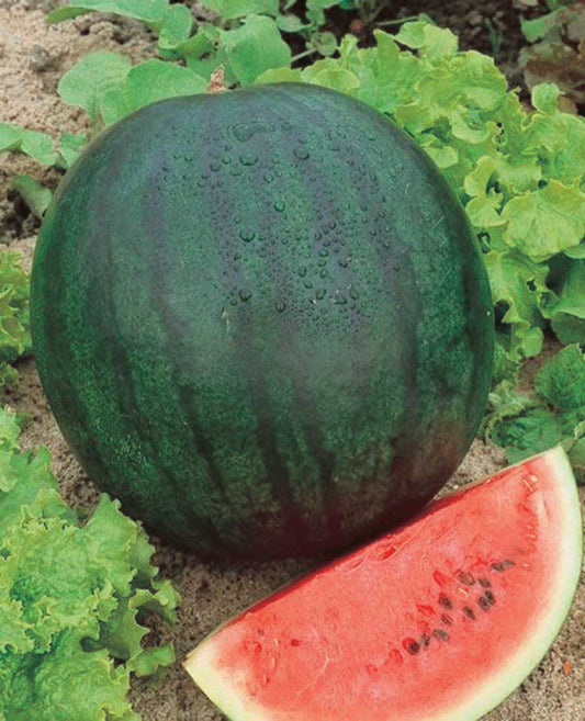 Watermelon Sugar Baby (75 Days) - 1245A