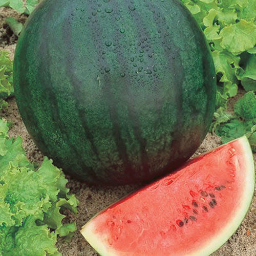 Watermelon Sugar Baby (75 Days)