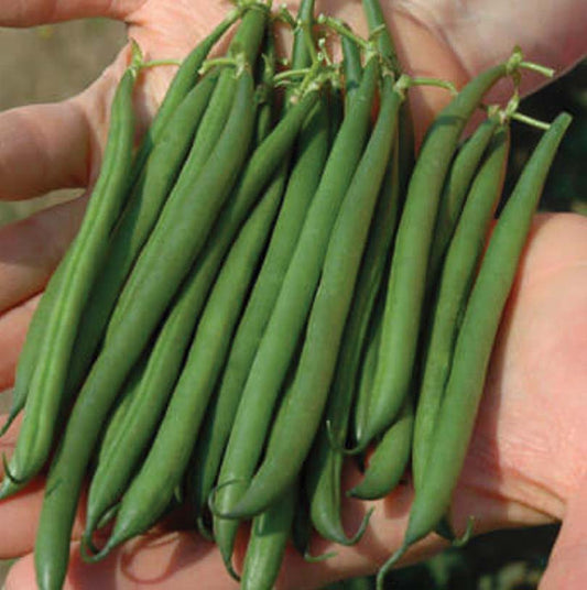 Bean Oakley (55 Days) - 125A