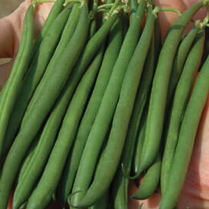 Bean Oakley (55 Days)