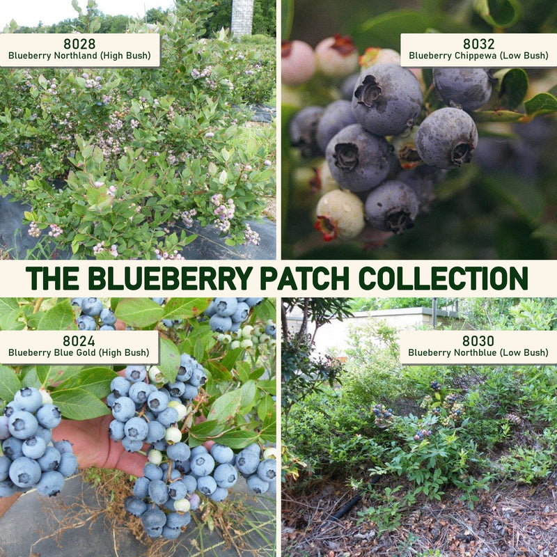 The Blueberry Patch Collection