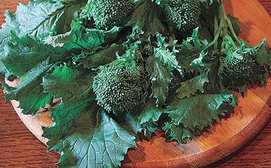 Sorrento Rapini (35 Days) - 1305A