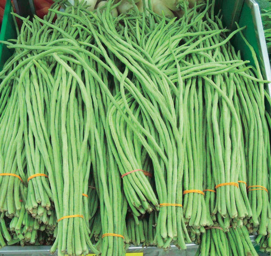 Beans Orient Wonder (70 Days) - 1310A