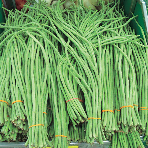 Beans Orient Wonder (70 Days) - 1310A