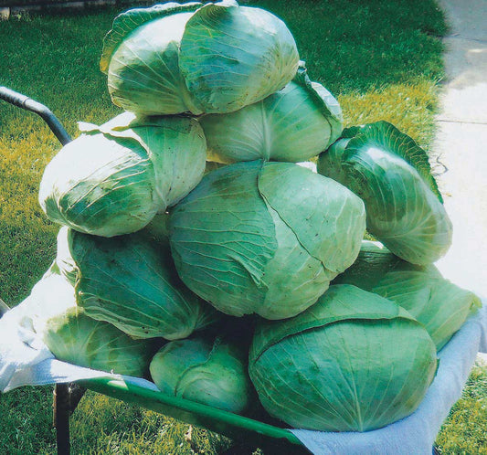 Cabbage Taiwan Winner (73 Days) - 1330A