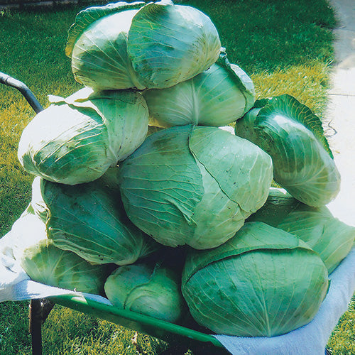 Cabbage Taiwan Winner (73 Days) - 1330A