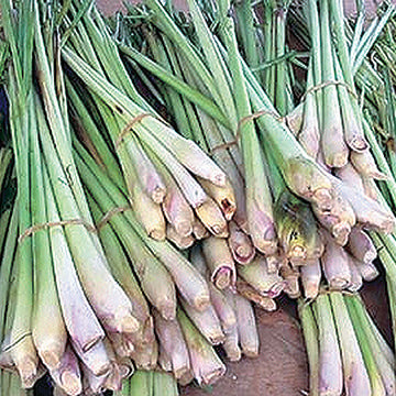 Lemongrass - 1345A