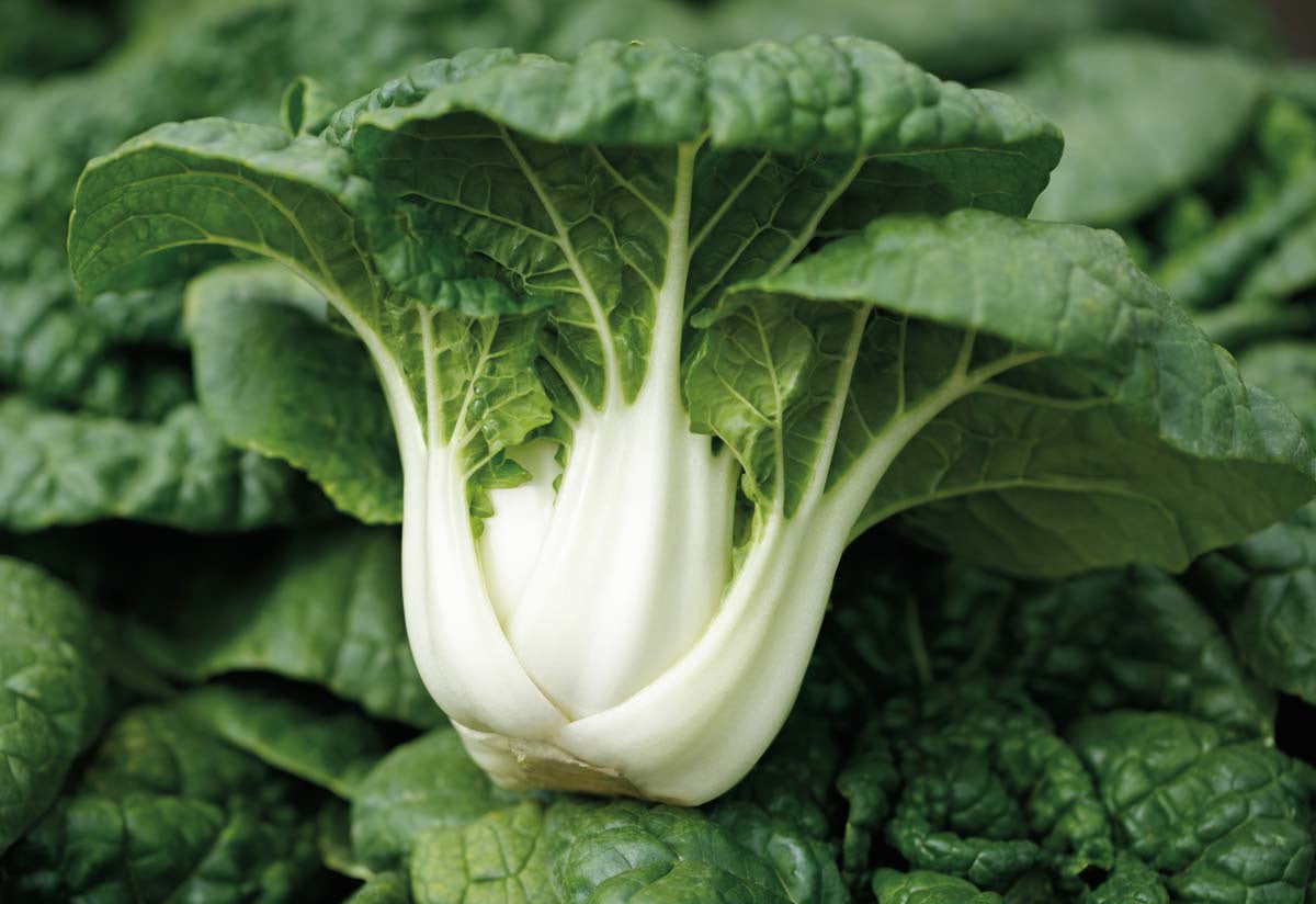 Asian Delight Pak Choi (37 Days) - 1348A