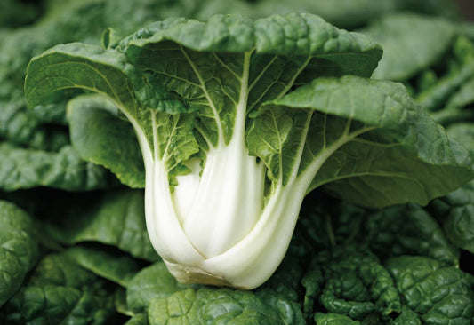 Asian Delight Pak Choi (37 Days) - 1348A