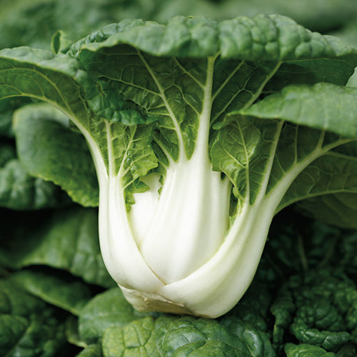 Asian Delight Pak Choi (37 Days)