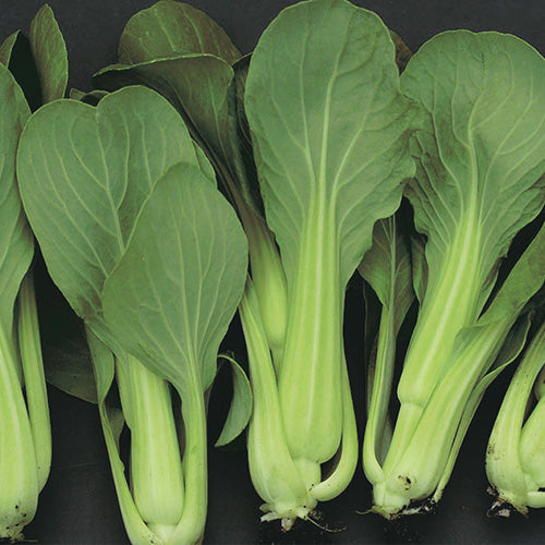 Mei Quing Choi (40 Days)