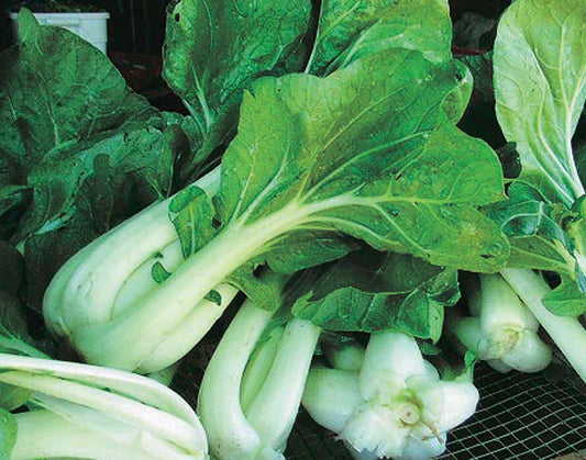 Joi Choi Bok Choi (50 Days) - 1352A