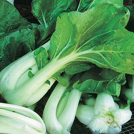Joi Choi Bok Choi (50 Days) - 1352A
