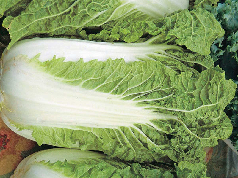 Cabbage Minuet Chinese (48 days) - 1355A