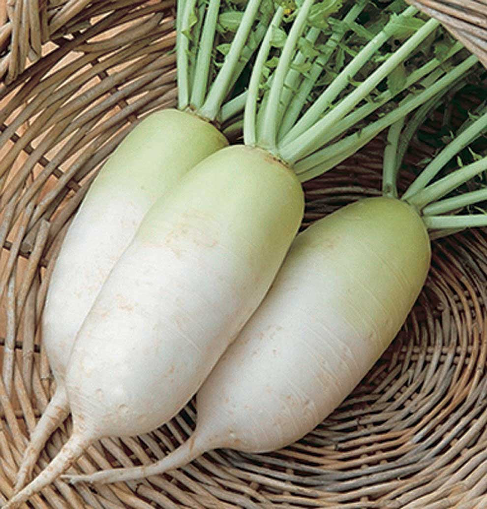 Alpine Daikon Radish (55 Days) - 1360A