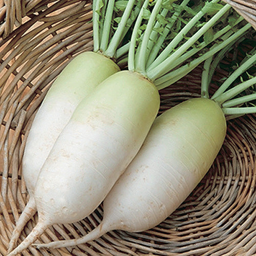 Alpine Daikon Radish (55 Days) - 1360A