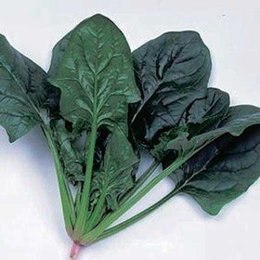 Spinach Imperial Green (45 Days) - 1371A