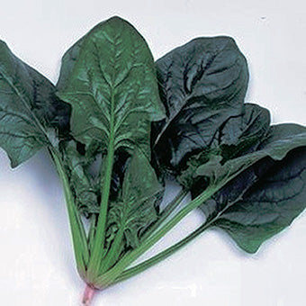 Spinach Imperial Green (45 Days)