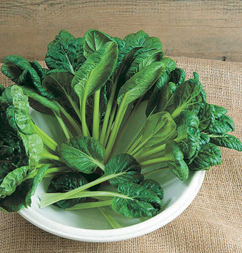 Tatsoi (21-45)days - 1375A