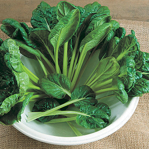 Tatsoi (21-45)days - 1375A