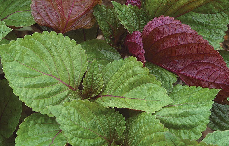 Shiso Britton (80-85 Days) - 1377A