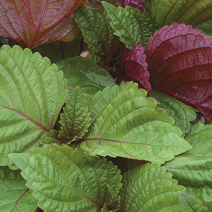 Shiso Britton (80-85 Days) - 1377A