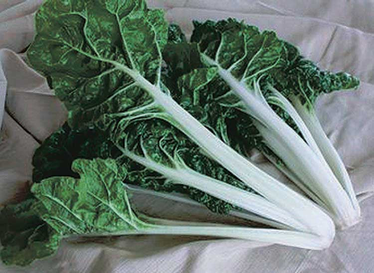 Swiss Chard Silverado (60 Days) - 1378A