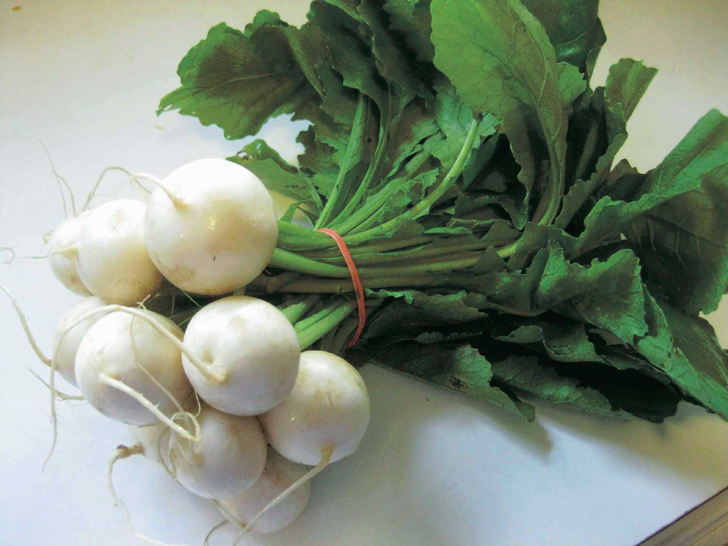 Hakurei Salad Turnip (38 Days) - 1382A