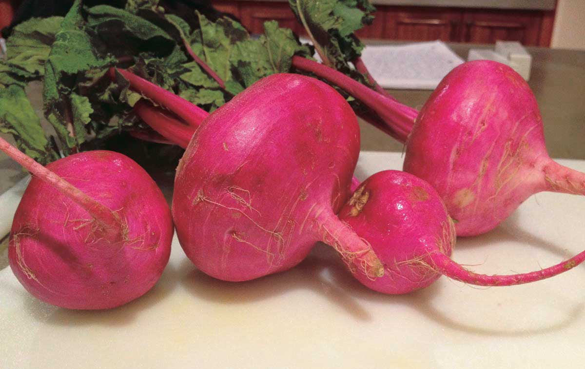 Turnip Scarlet Queen (43 Days) - 1384A