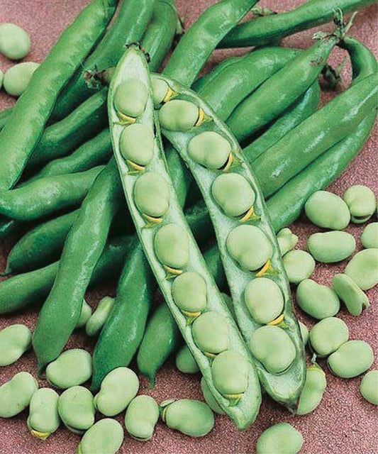 Broad (Fava) Windsor (65 Days) - 140A